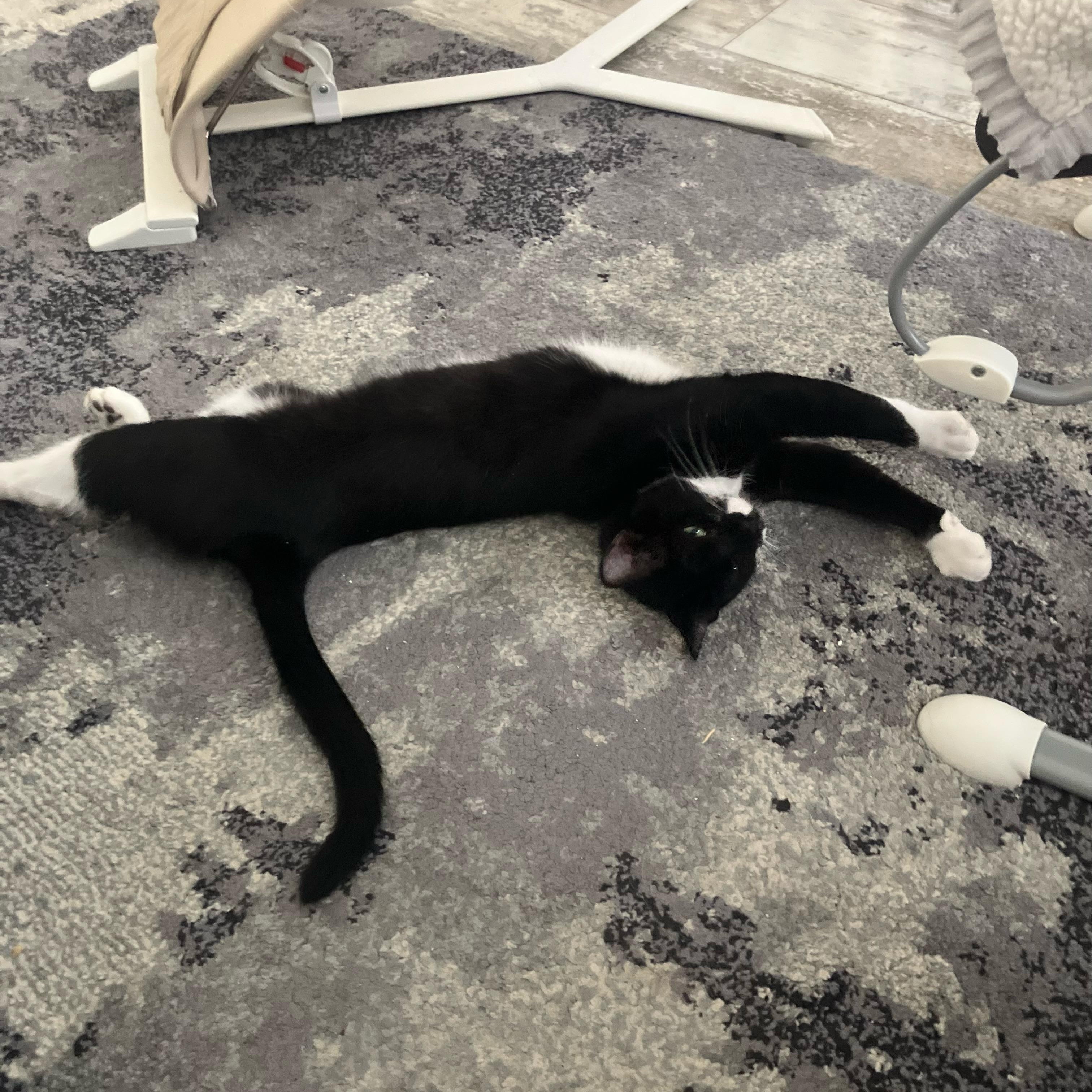 Enlarge Arlo, a Adoptable Tuxedo in Bangor, ME image 5/5