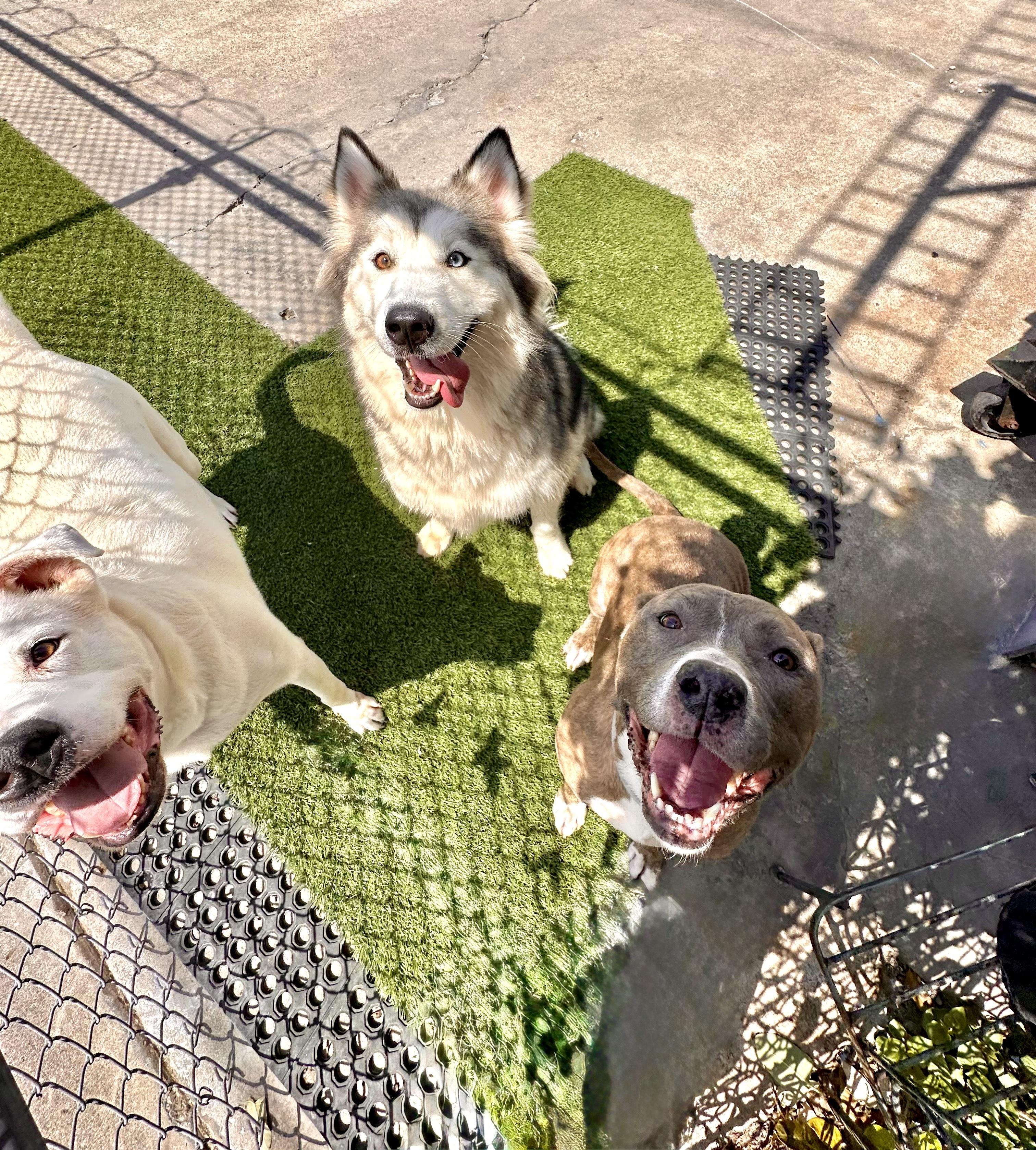 Bella *Courtesy Post