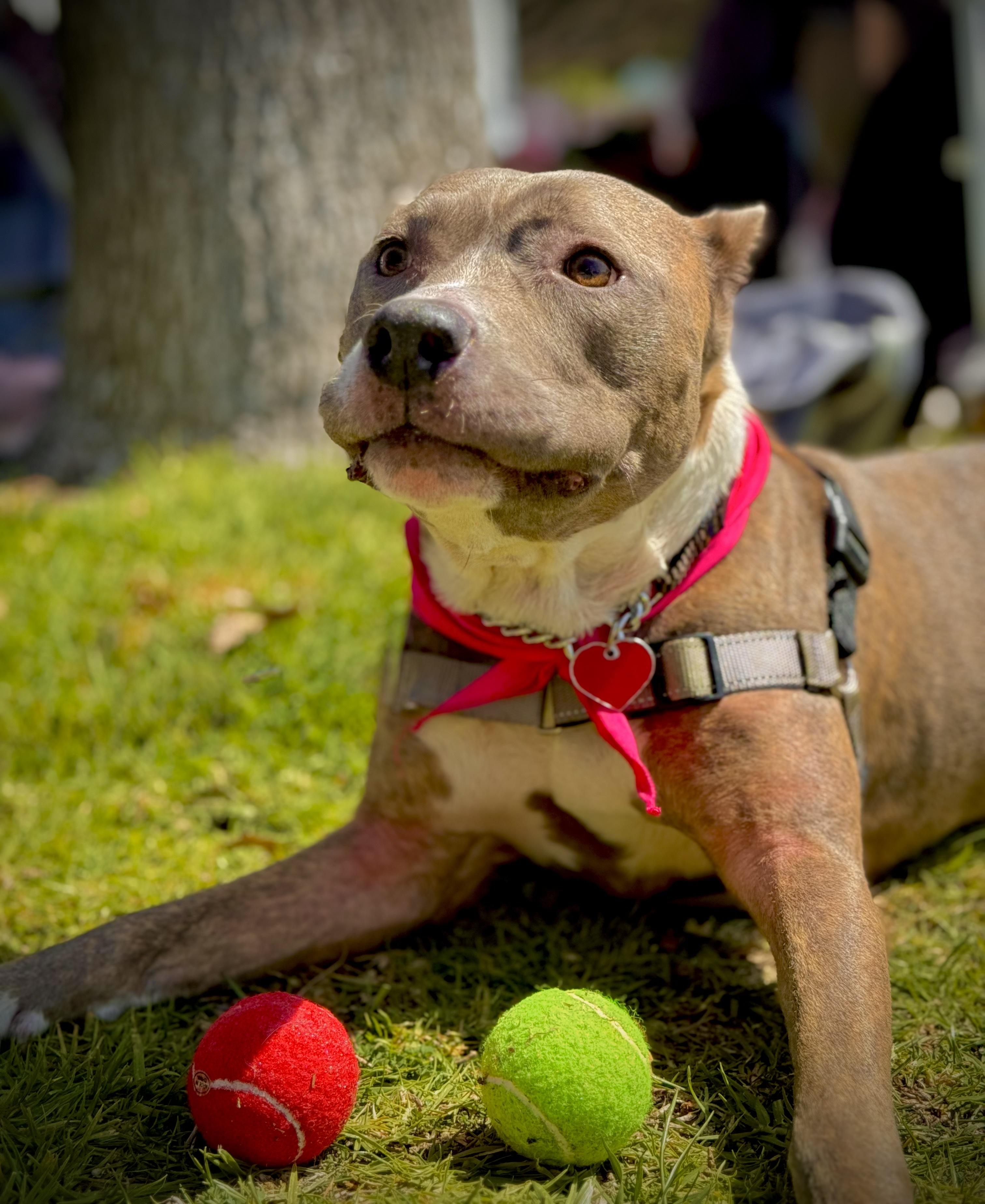 Bella *Courtesy Post, a Adoptable Pit Bull Terrier in Los Angeles, CA image 5/6