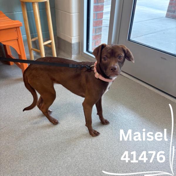Hazel, Adoptable, Adult Female Terrier.