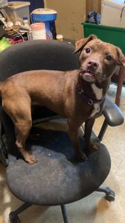 Hazel, a Adoptable mixed breed in Tampa, FL image 2/3