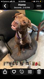 Hazel, a Adoptable mixed breed in Tampa, FL image 3/3