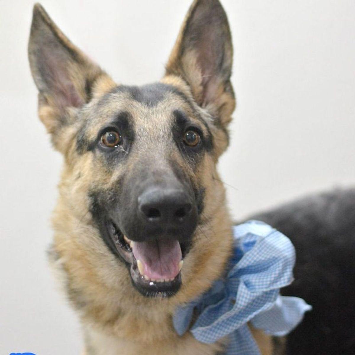 Enlarge Puppy, a Adoptable German Shepherd Dog in Lake Havasu City, AZ image 1/2