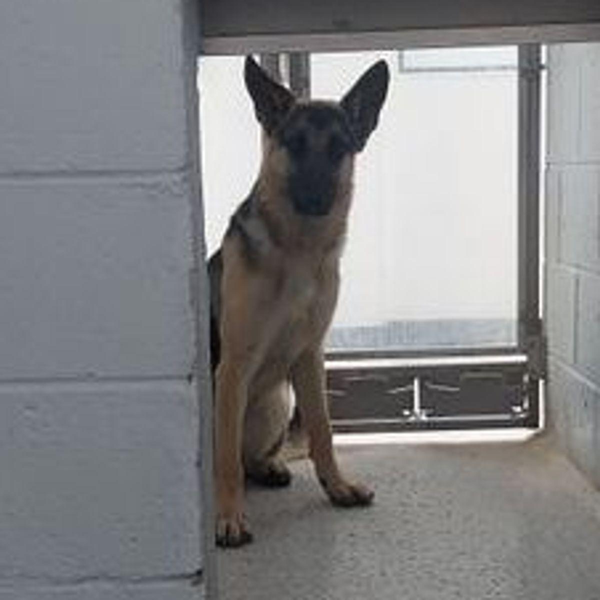 Enlarge Puppy, a Adoptable German Shepherd Dog in Lake Havasu City, AZ image 2/2