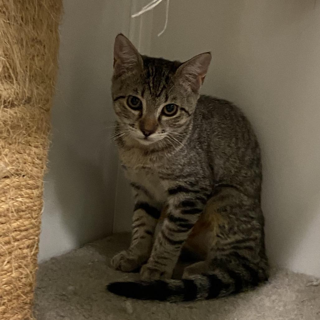 Shoe, Adoptable, Kitten Female Domestic Short Hair.