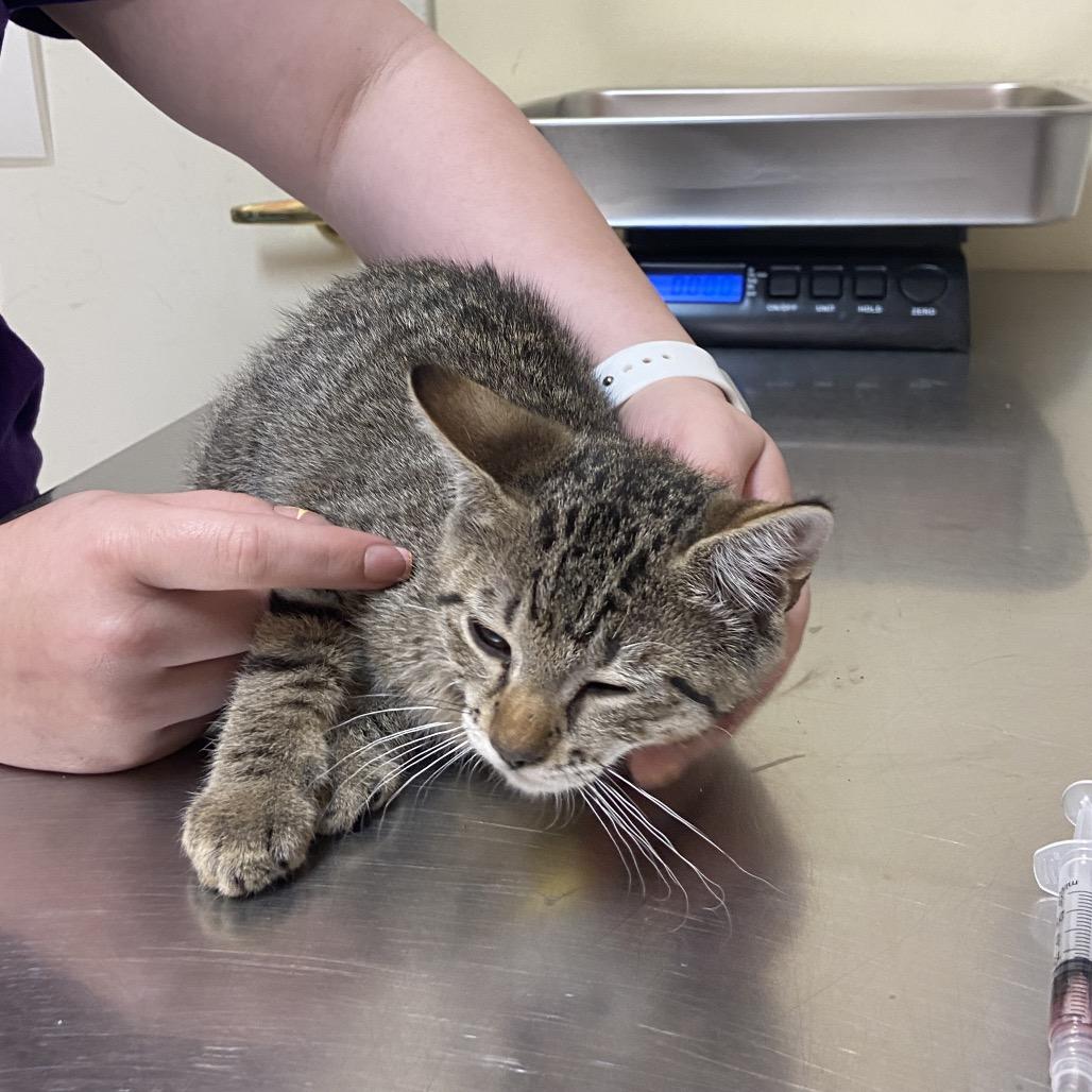 Shoe, a Adoptable Domestic Short Hair in Monroe, LA image 2/2