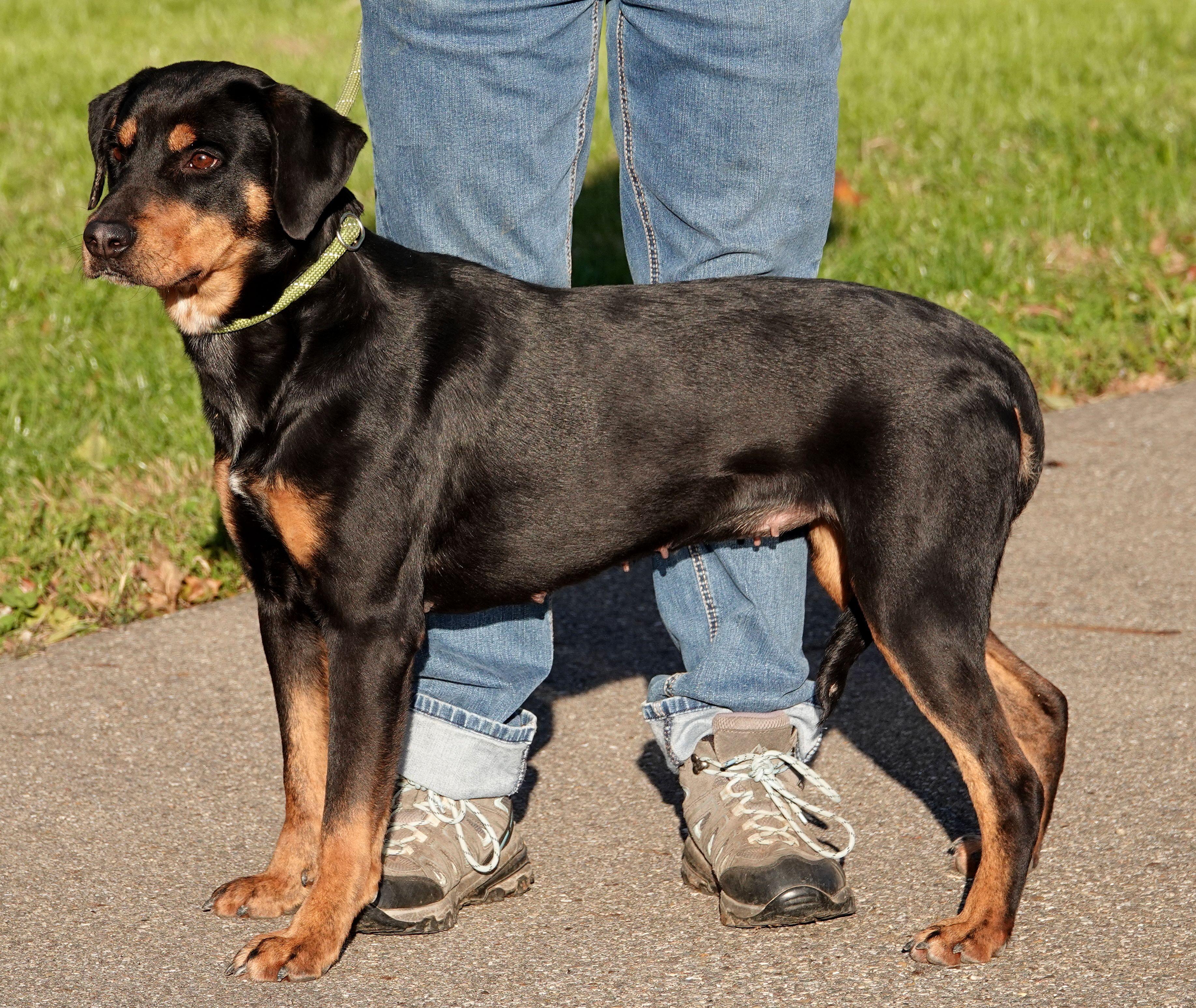 Enlarge Bertha, a Adoptable mixed breed in Millfield, OH image 2/4