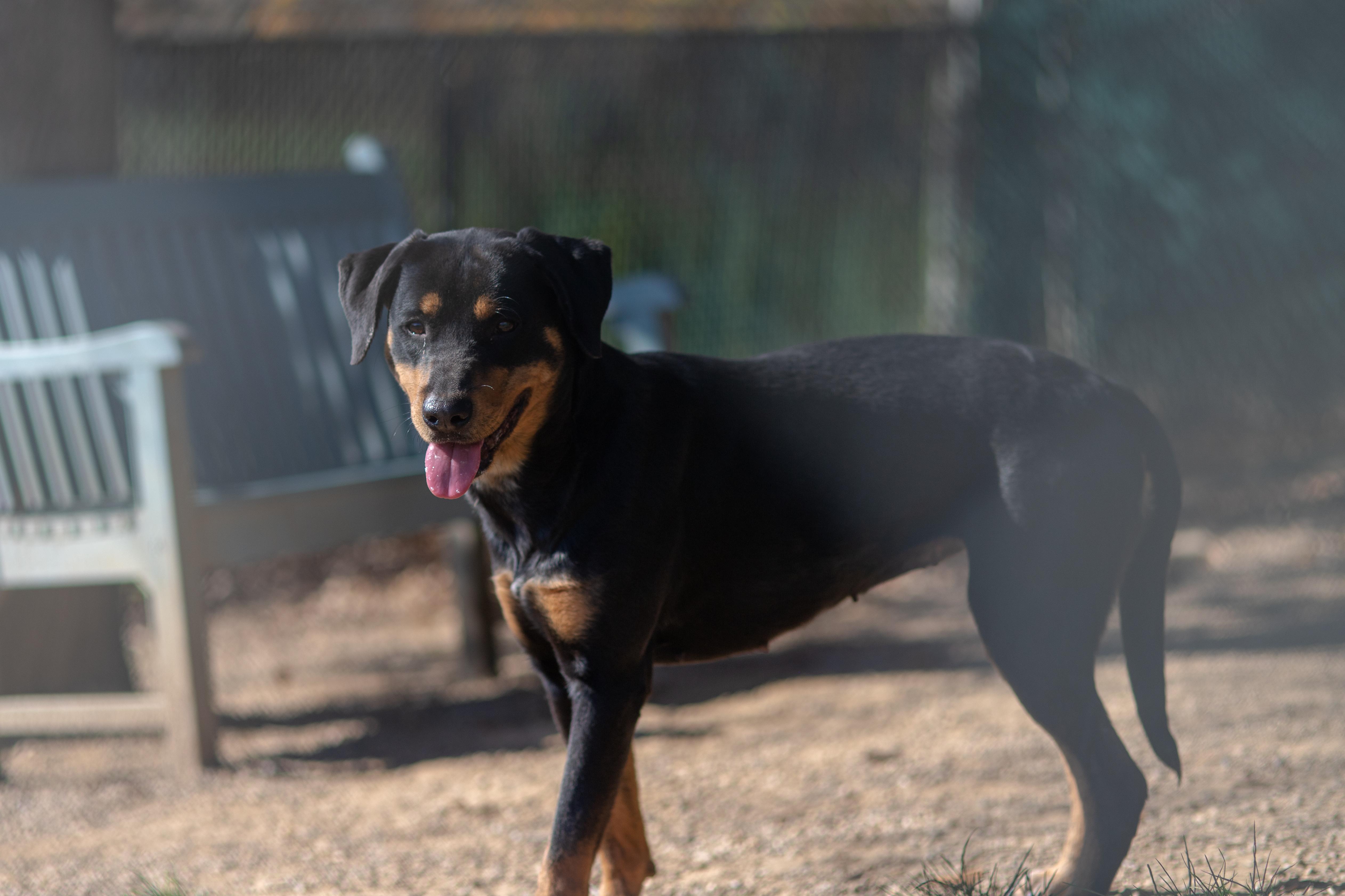 Enlarge Bertha, a Adoptable mixed breed in Millfield, OH image 4/4