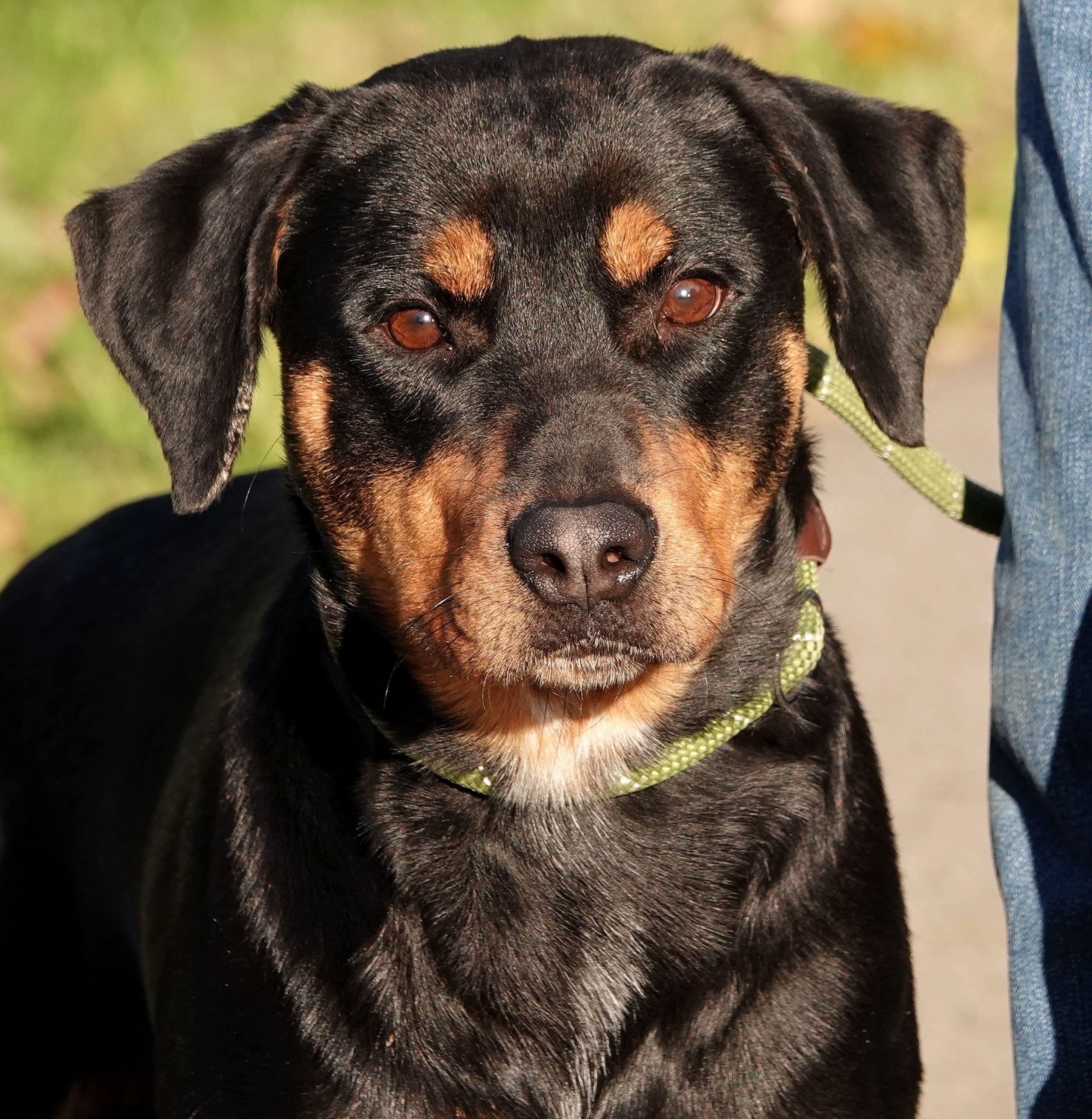 Bertha, Adoptable, Adult Female Rottweiler.