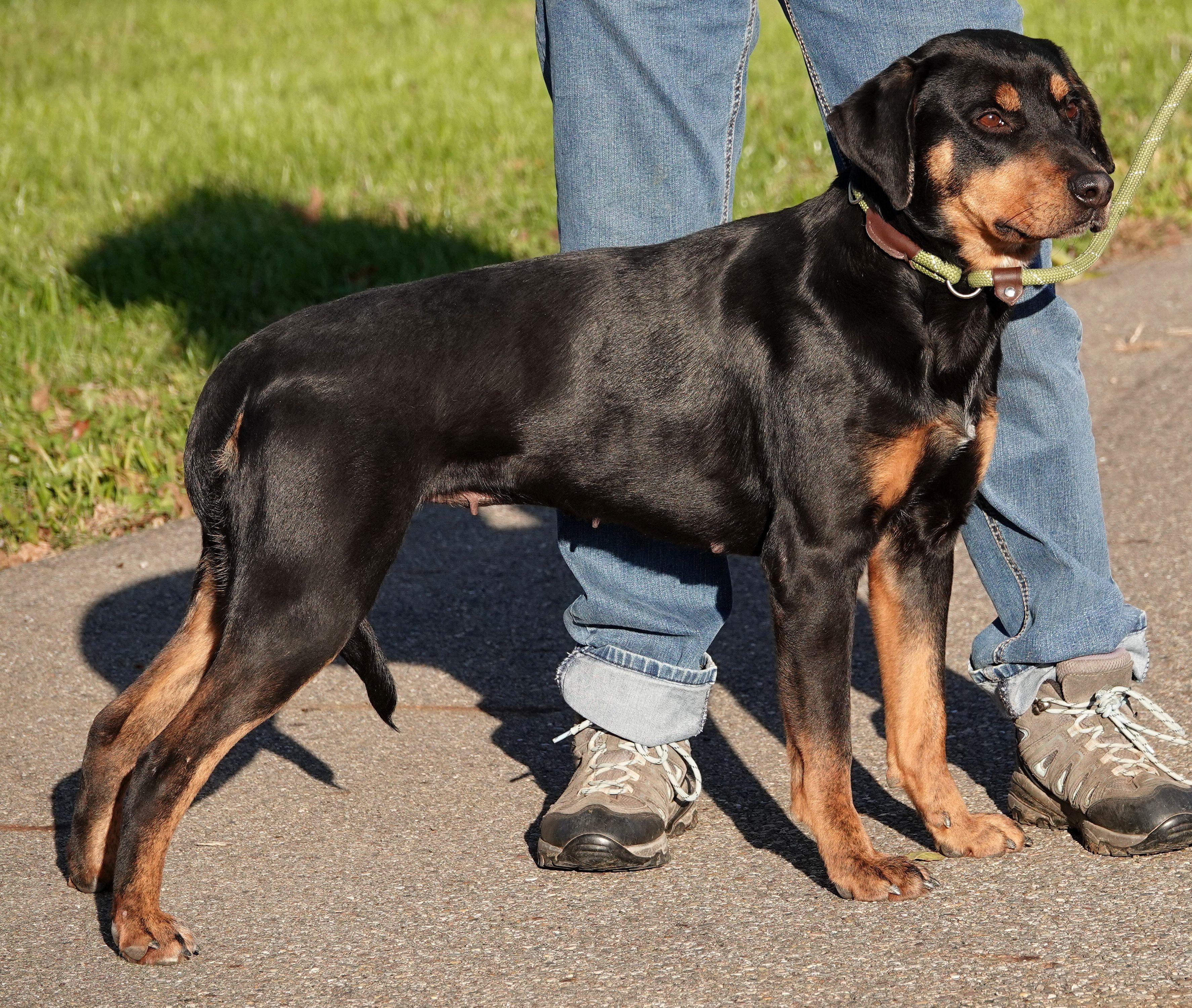 Enlarge Bertha, a Adoptable mixed breed in Millfield, OH image 3/4