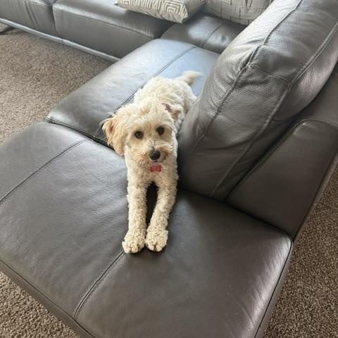 Enlarge Bella, a Adoptable Schnoodle in West Valley, UT image 3/6