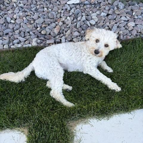 Enlarge Bella, a Adoptable Schnoodle in West Valley, UT image 2/4