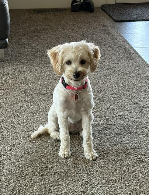 Bella, Adoptable, Young Female Schnoodle.