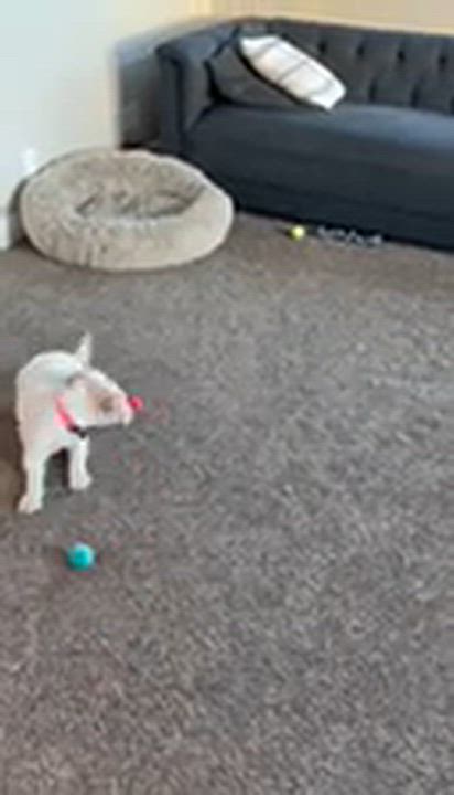 Enlarge Bella, a Adoptable Schnoodle in West Valley, UT video 6/6