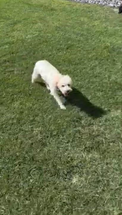 Enlarge Bella, a Adoptable Schnoodle in West Valley, UT video 5/6