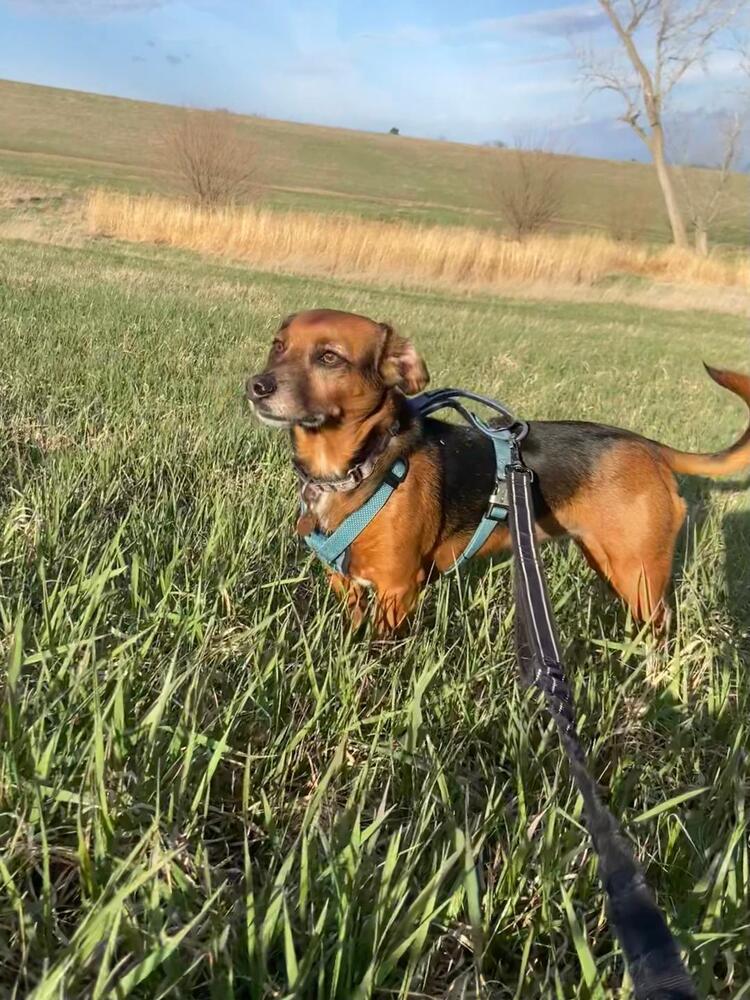 Lily Nova - Fostered in Omaha, a Adoptable mixed breed in Shawnee Mission, KS image 1/6