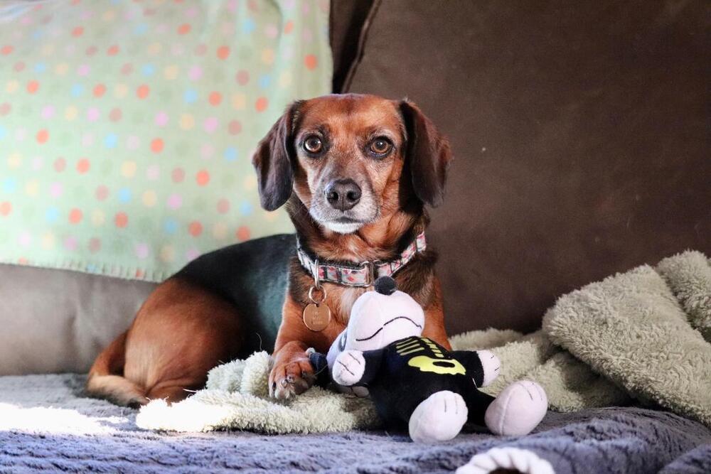 Lily Nova - Fostered in Omaha, a Adoptable mixed breed in Shawnee Mission, KS image 2/6