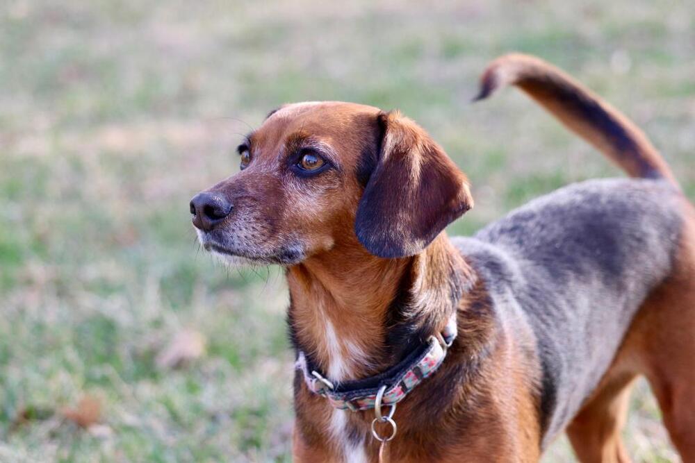 Lily Nova - Fostered in Omaha, a Adoptable mixed breed in Shawnee Mission, KS image 3/6