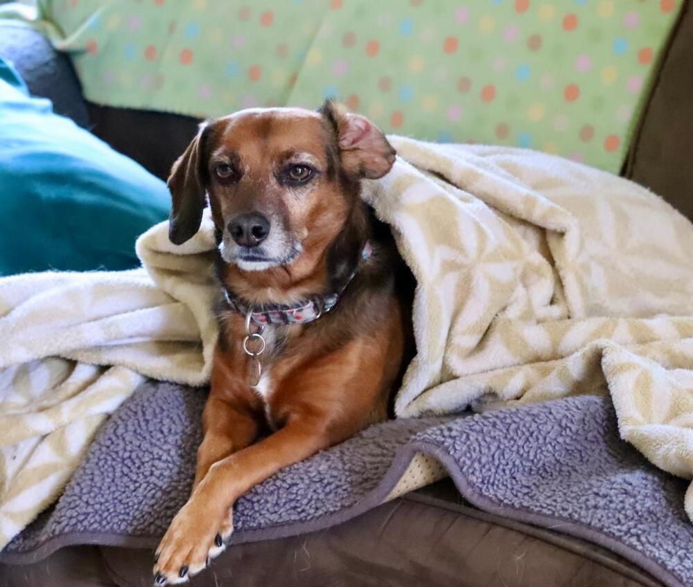 Lily Nova - Fostered in Omaha, a Adoptable mixed breed in Shawnee Mission, KS image 4/6