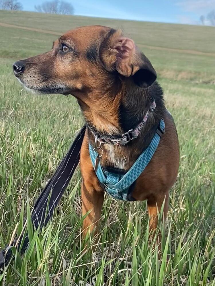Lily Nova - Fostered in Omaha, a Adoptable mixed breed in Shawnee Mission, KS image 5/6