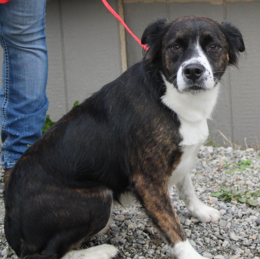 Enlarge Doorbuster, a Adoptable mixed breed in Vacaville, CA image 1/1