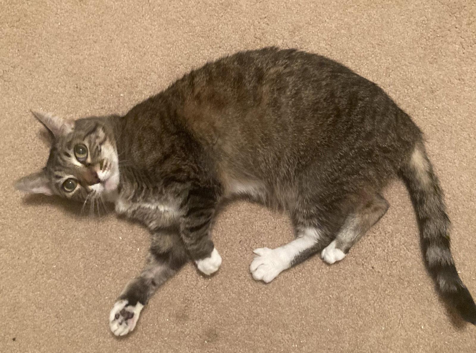 Dixie a Senior, a Adoptable Tabby in Buena Park, CA image 1/2