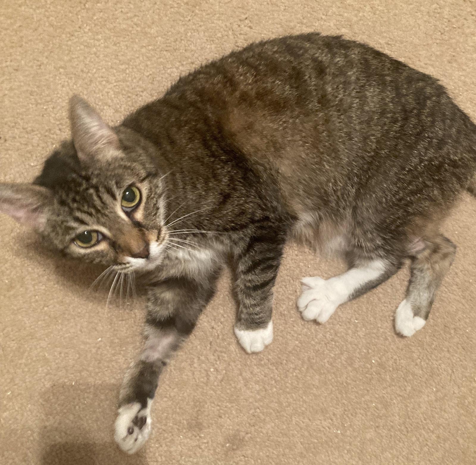 Dixie a Senior, a Adoptable Tabby in Buena Park, CA image 2/2