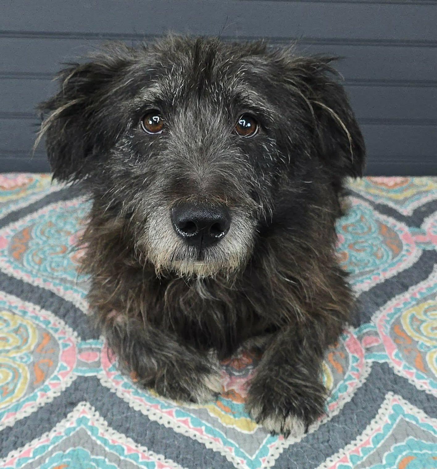 Enlarge Quince, an adopted mixed breed in New York, NY image 2/3