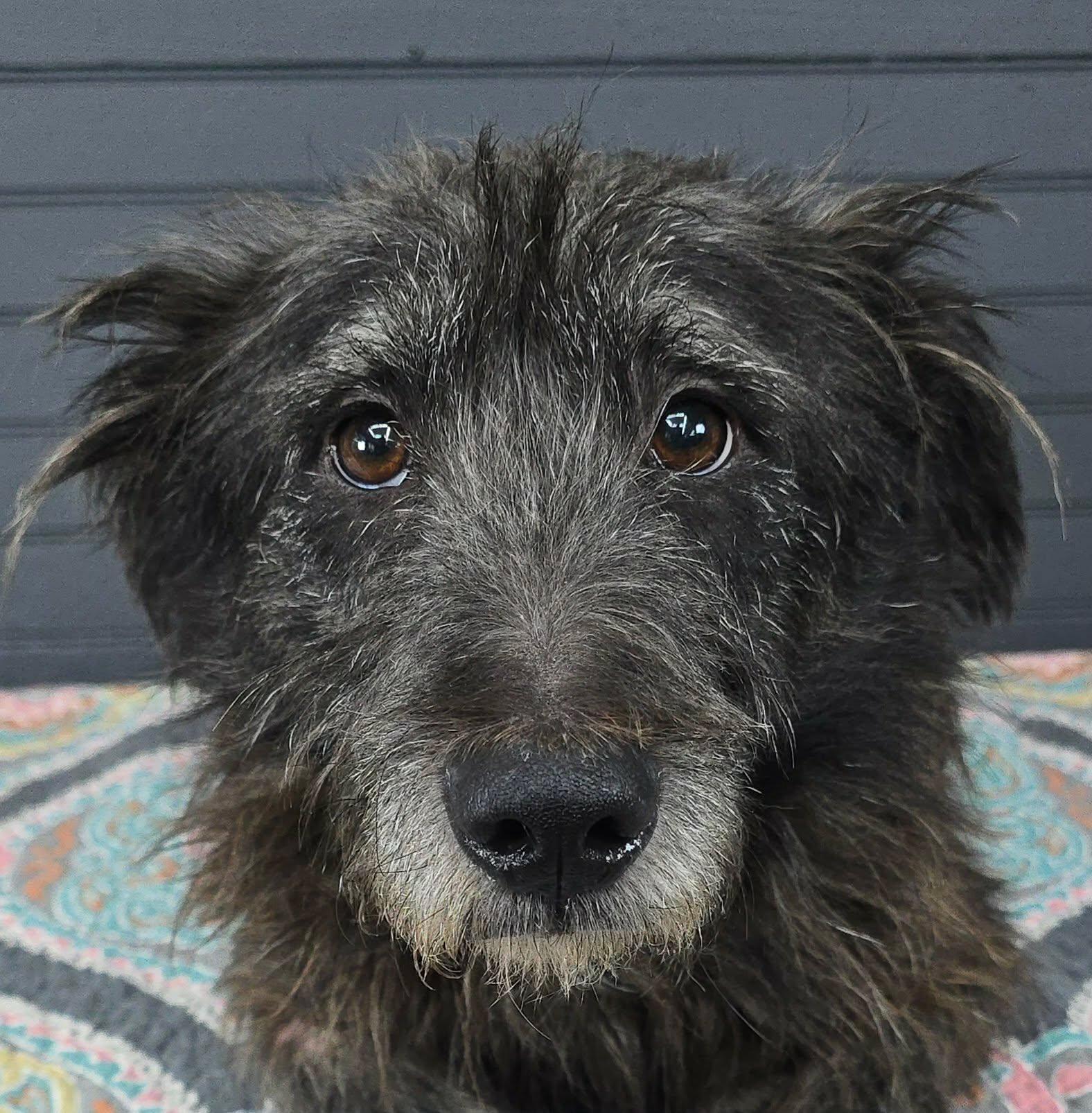 Enlarge Quince, an adopted mixed breed in New York, NY image 3/3