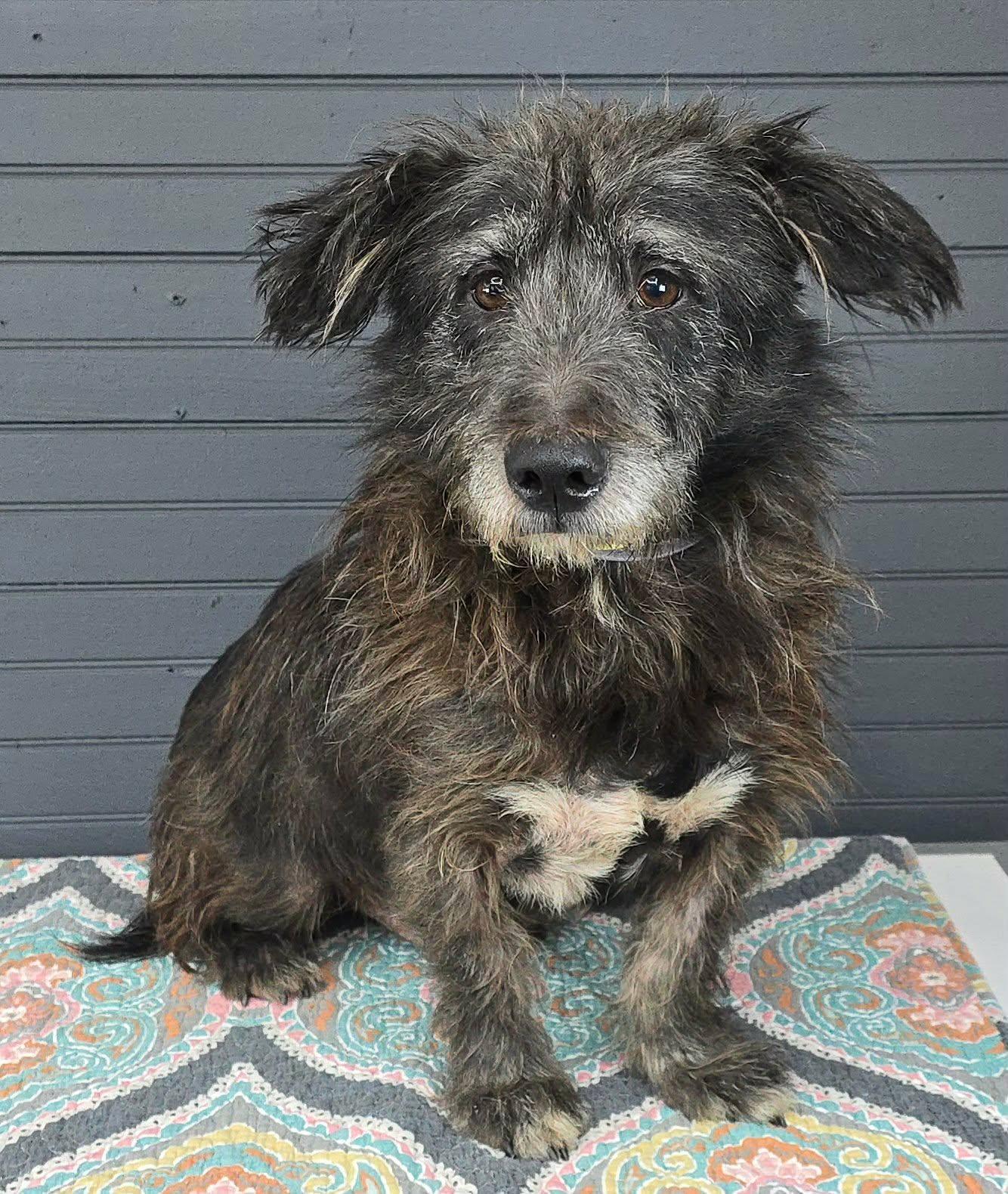 Quince, adopted, Young Male Petit Basset Griffon Vendeen & Terrier.