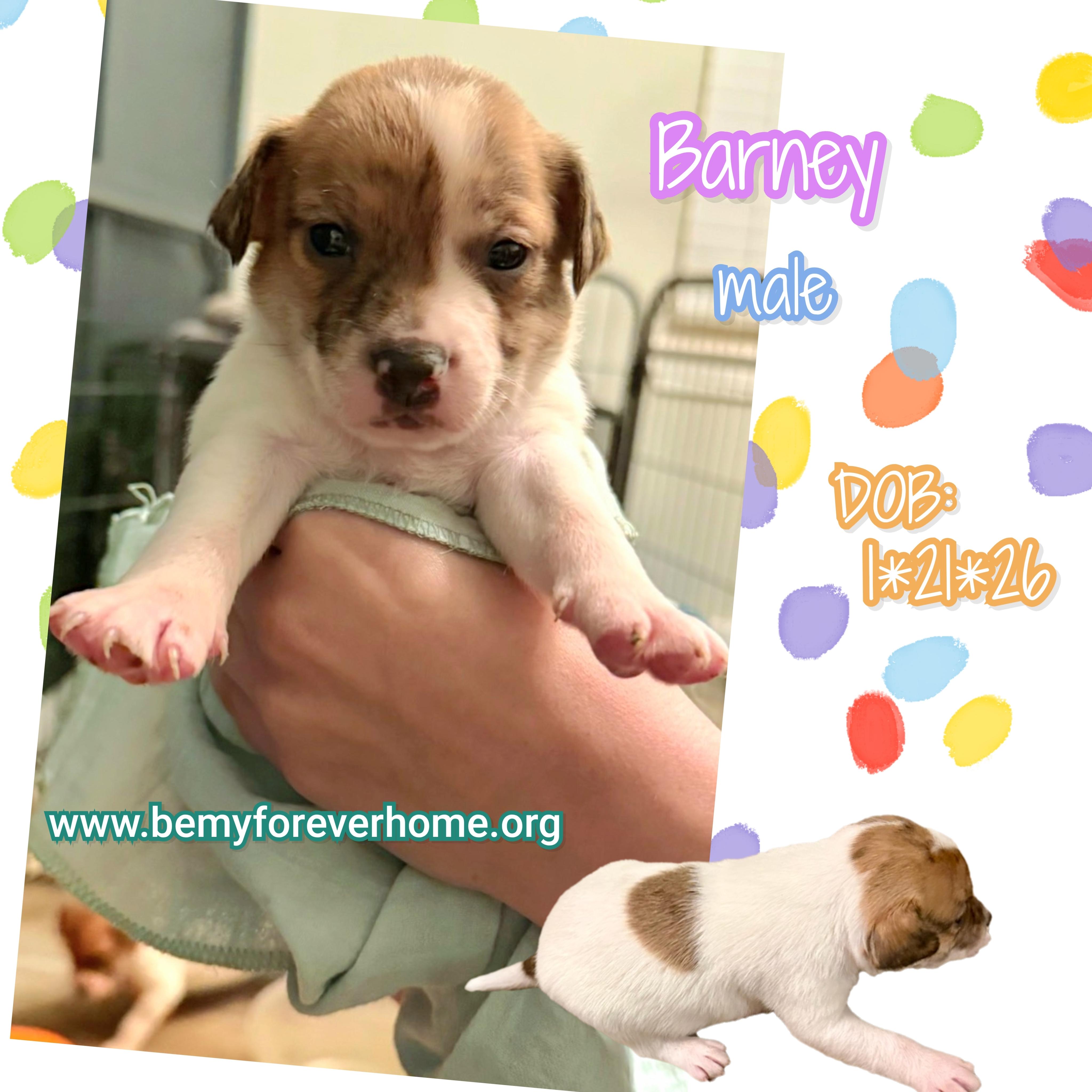 Baby Barney — thumbnail 3