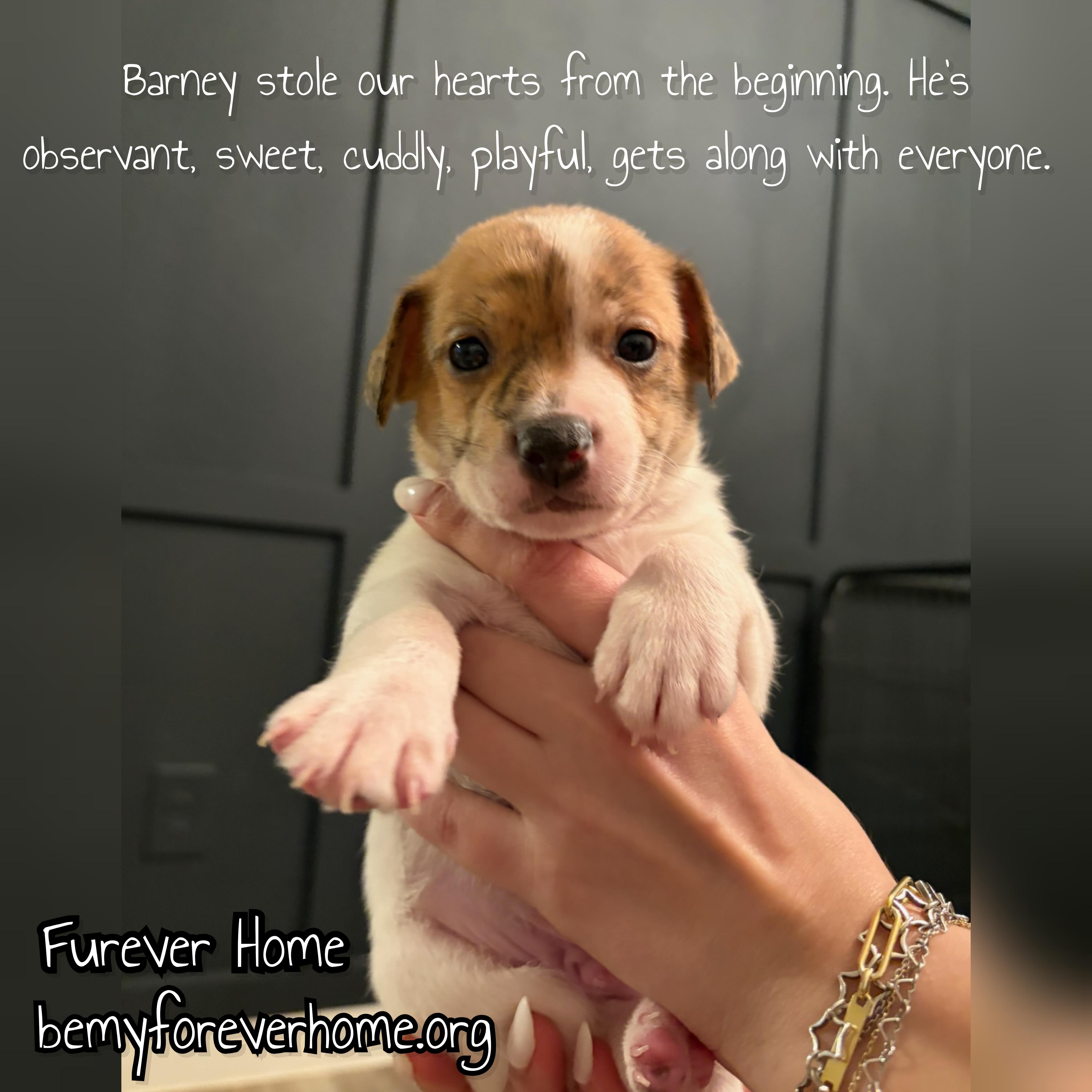 Baby Barney — thumbnail 4