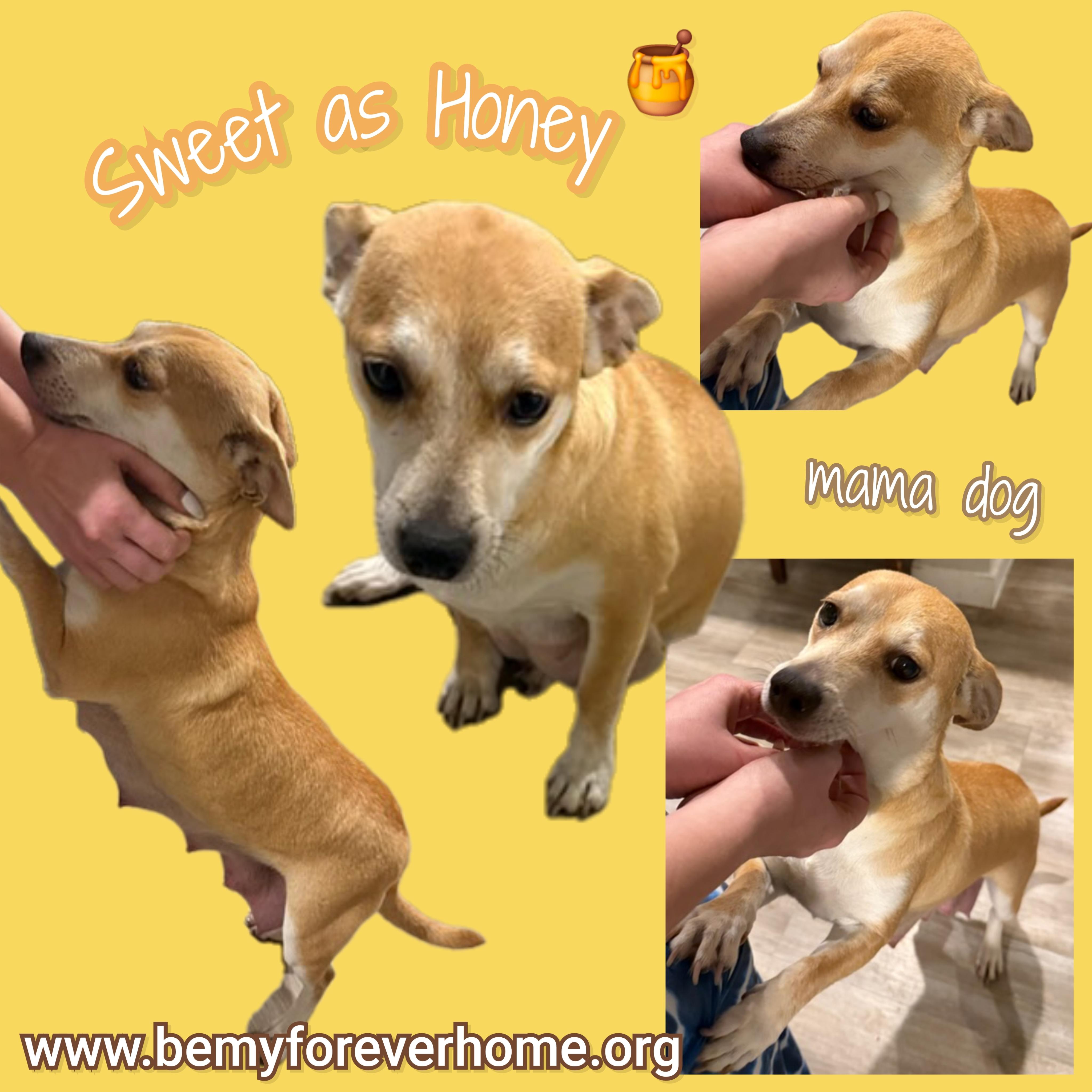 Baby Barney — thumbnail 5