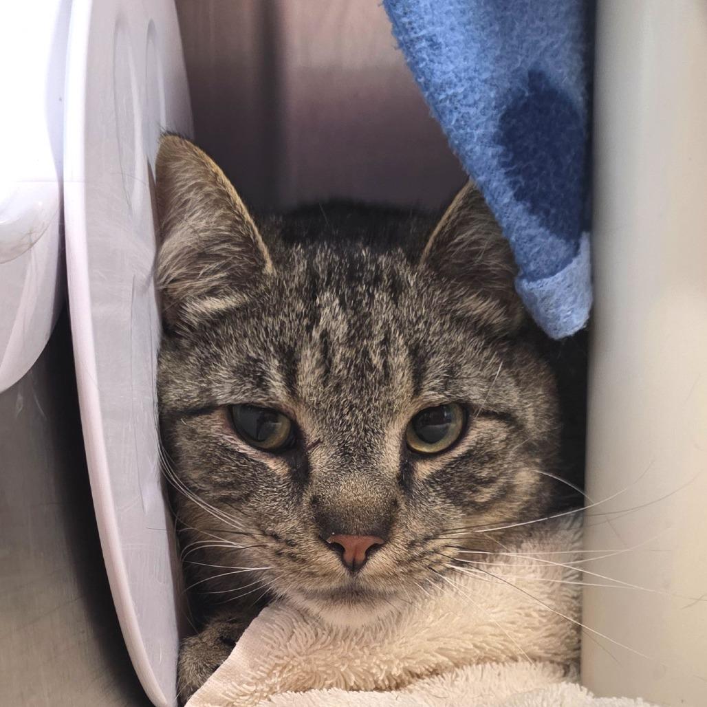 Enlarge CHANCE, a Adoptable Domestic Short Hair in Fort Wayne, IN image 2/5