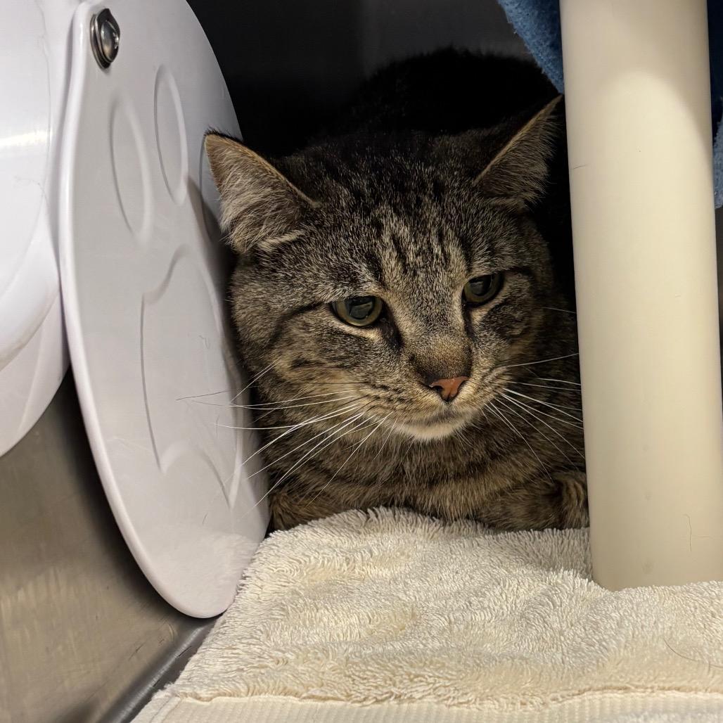 Enlarge CHANCE, a Adoptable Domestic Short Hair in Fort Wayne, IN image 3/5