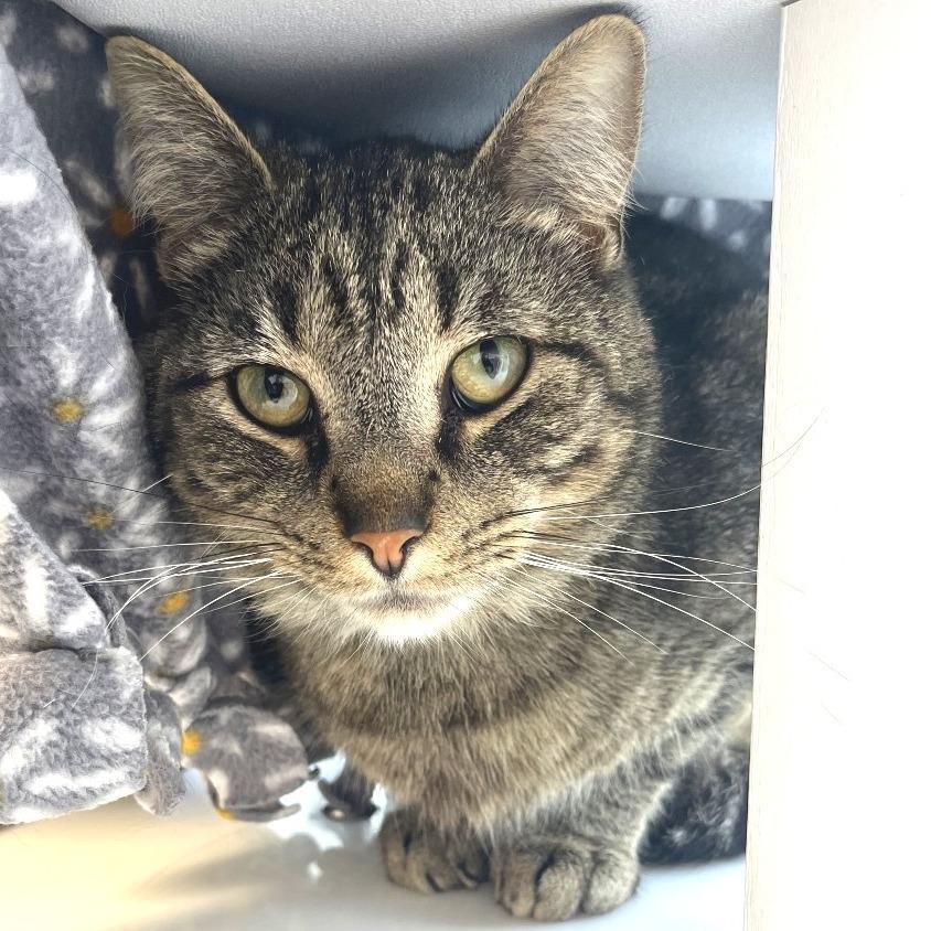 Enlarge CHANCE, a Adoptable Domestic Short Hair in Fort Wayne, IN image 4/5