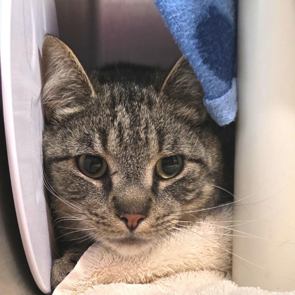 Enlarge CHANCE, a Adoptable Domestic Short Hair in Fort Wayne, IN image 5/5