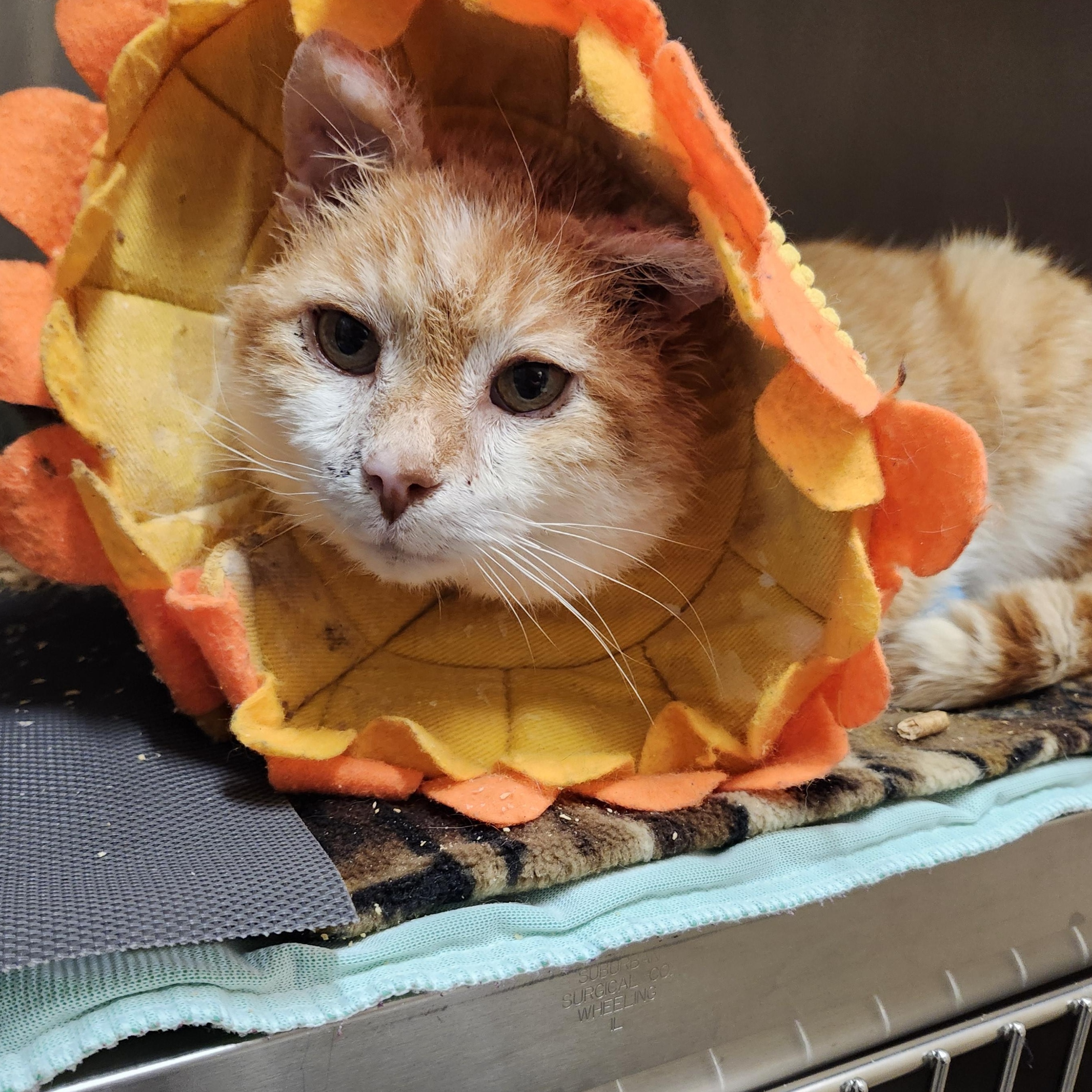 Enlarge Swirl (In Foster), a Adoptable Domestic Short Hair in Renfrew, PA image 2/6