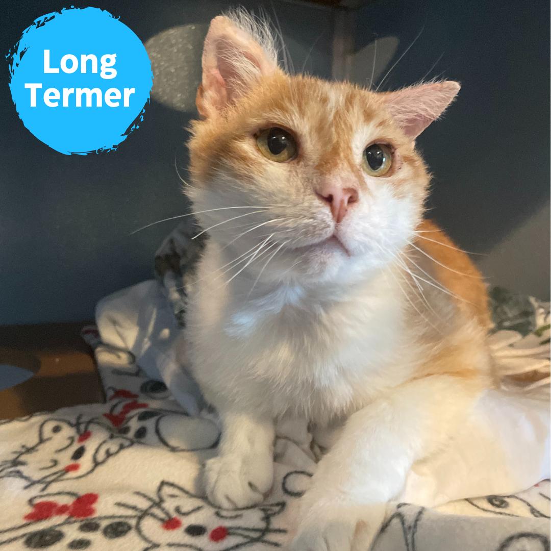 Enlarge Swirl (In Foster), a Adoptable Domestic Short Hair in Renfrew, PA image 1/6