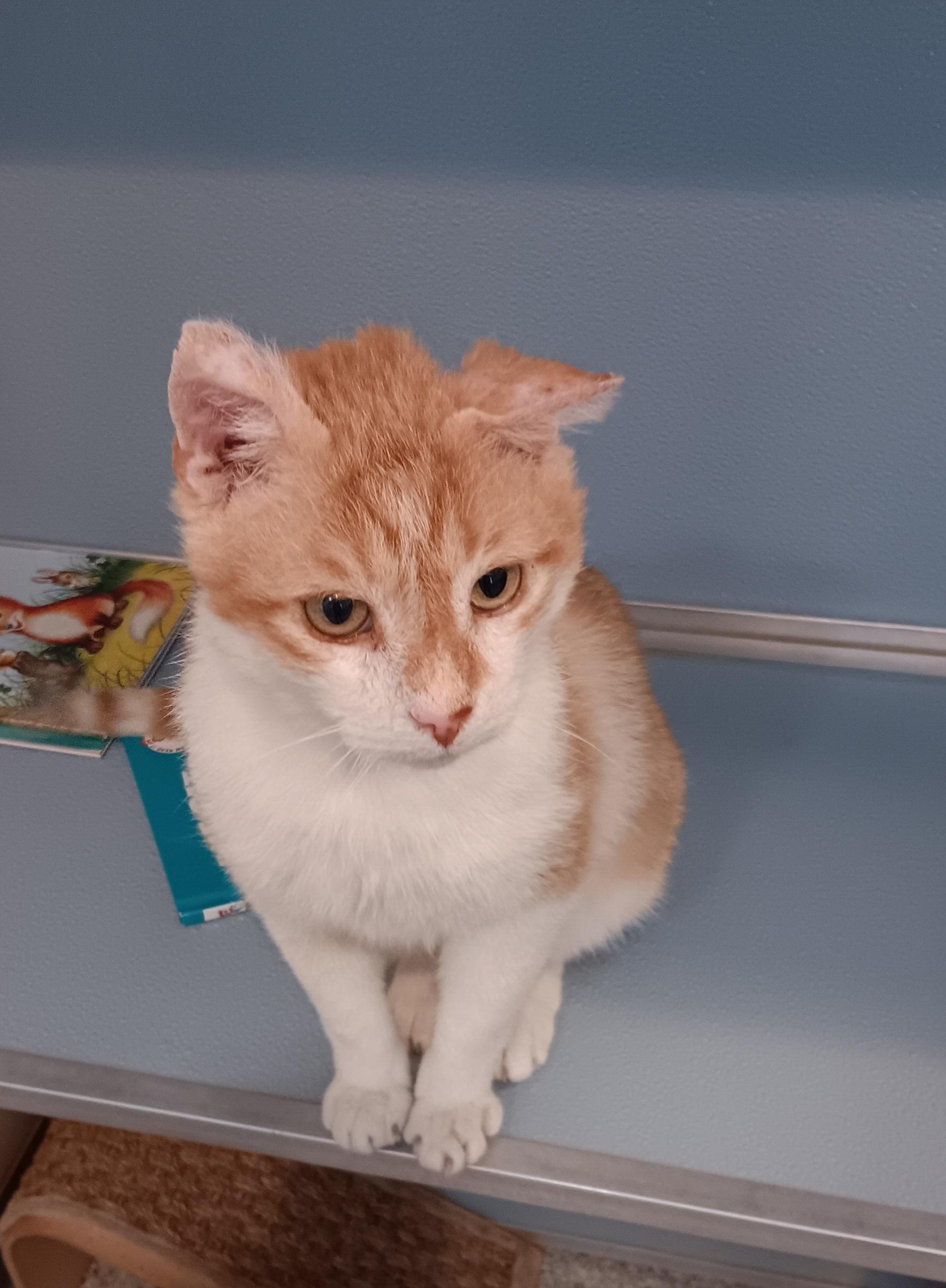 Enlarge Swirl (In Foster), a Adoptable Domestic Short Hair in Renfrew, PA image 3/6