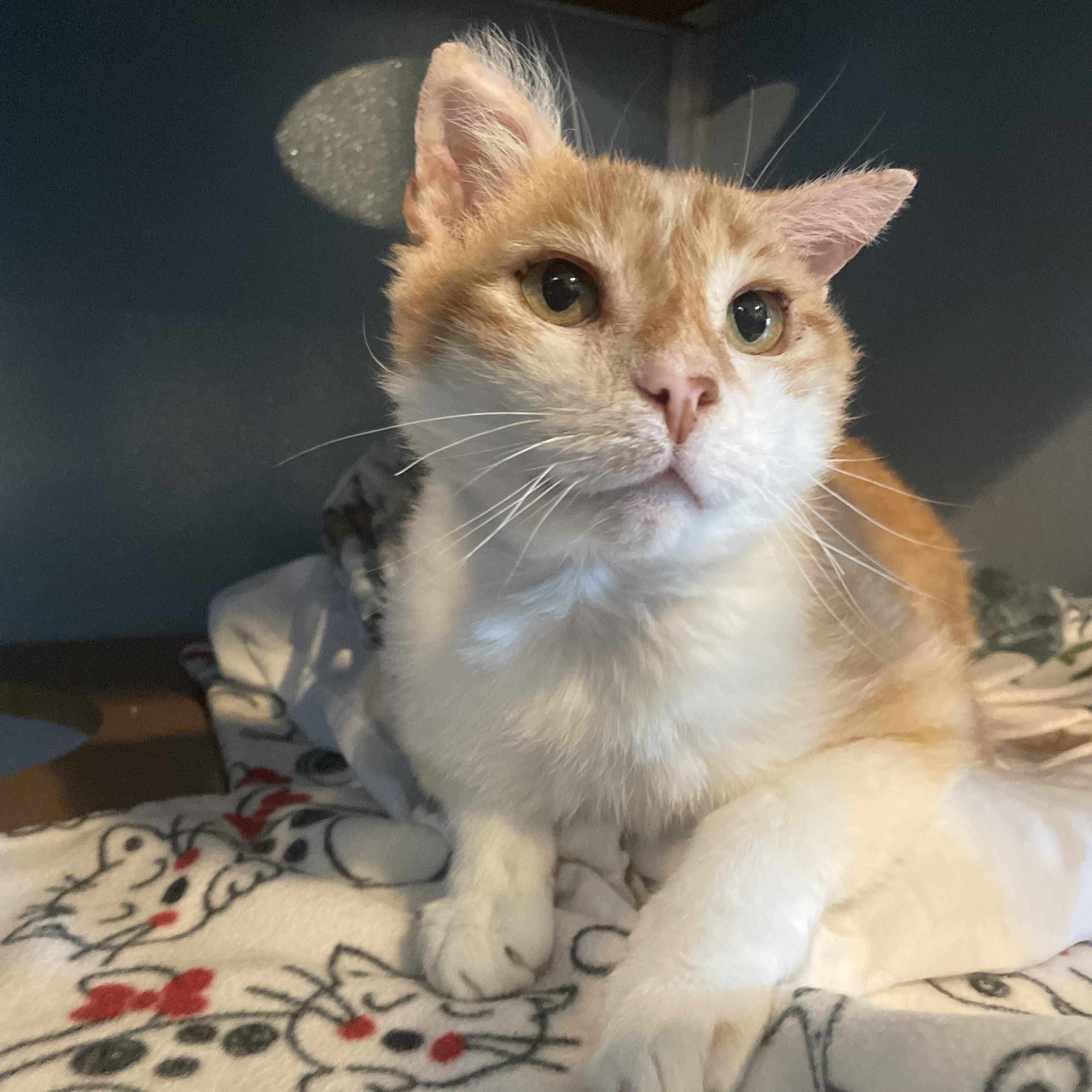 Enlarge Swirl (In Foster), a Adoptable Domestic Short Hair in Renfrew, PA image 4/6