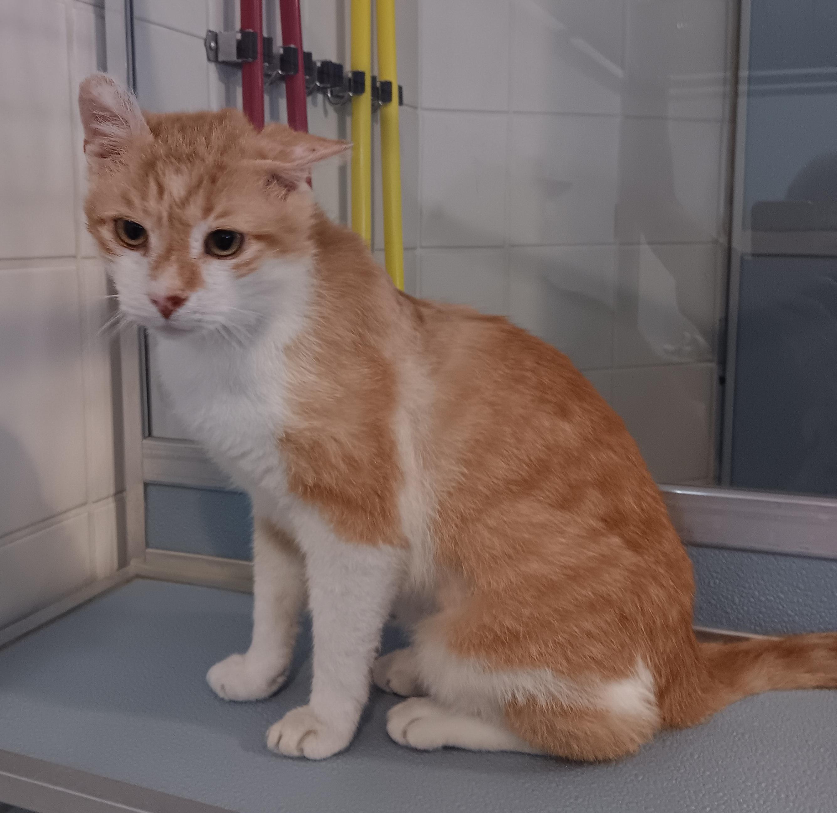 Enlarge Swirl (In Foster), a Adoptable Domestic Short Hair in Renfrew, PA image 6/6