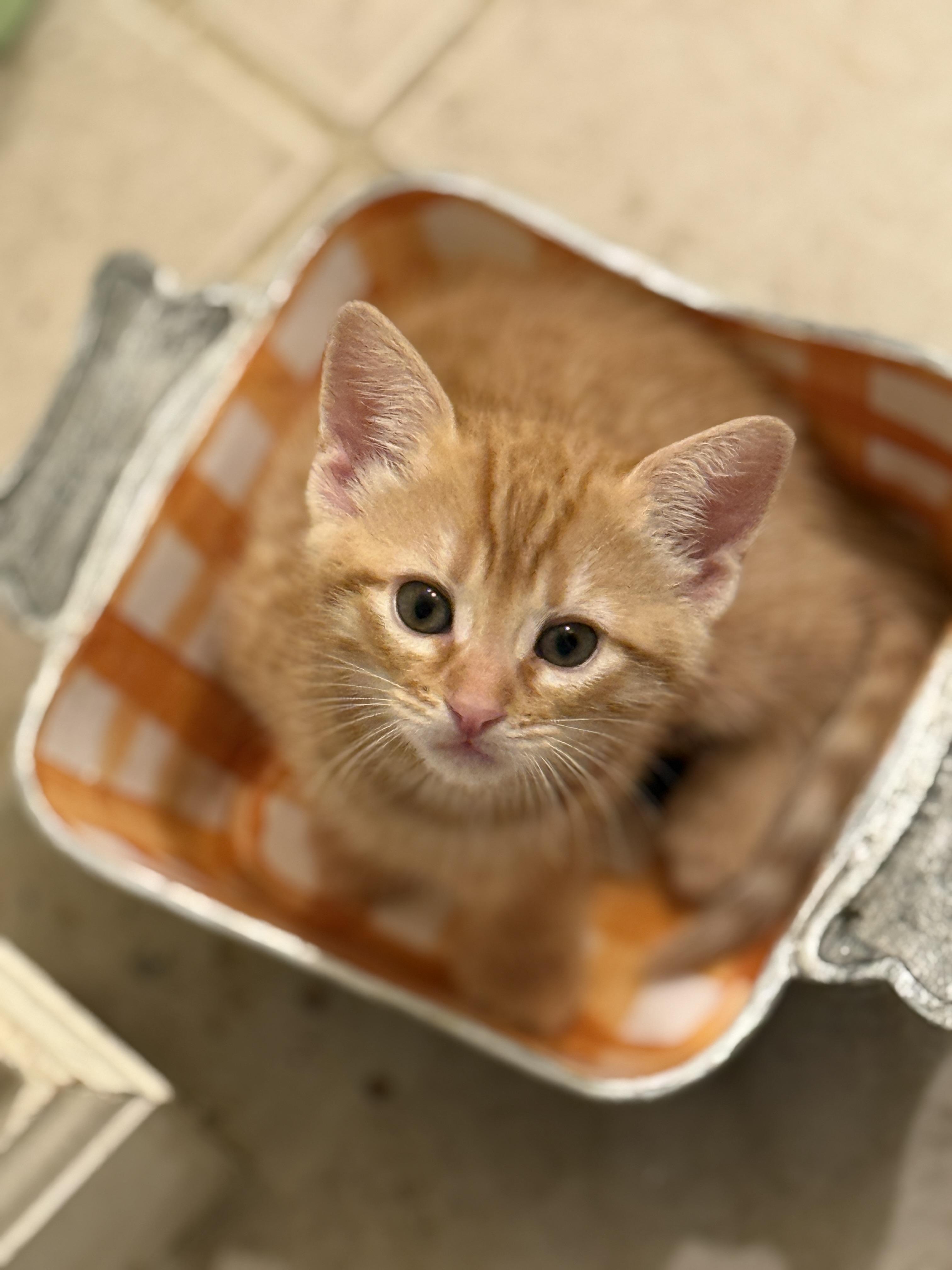 Hook, Adoptable, Kitten Male Tabby.