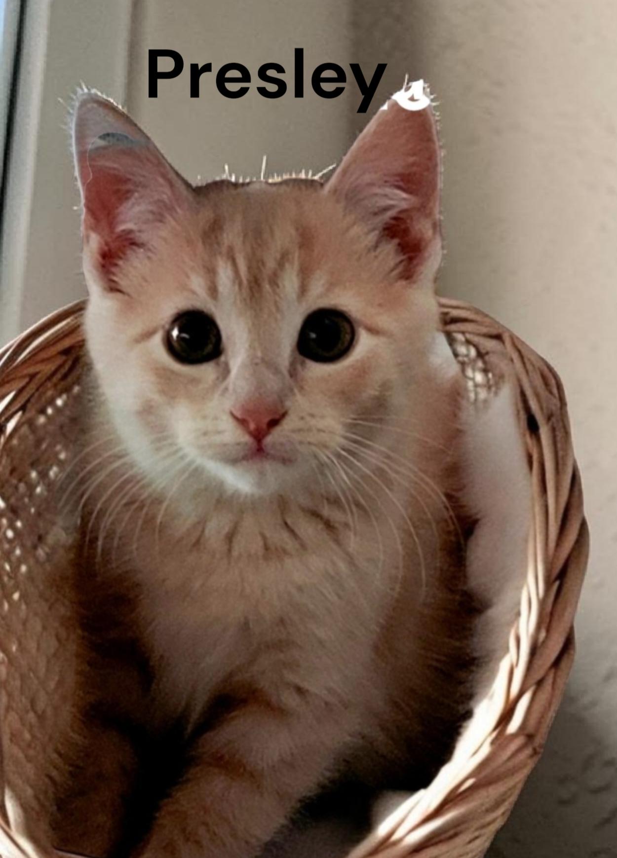 Presley, Adoptable, Kitten Female Tabby.