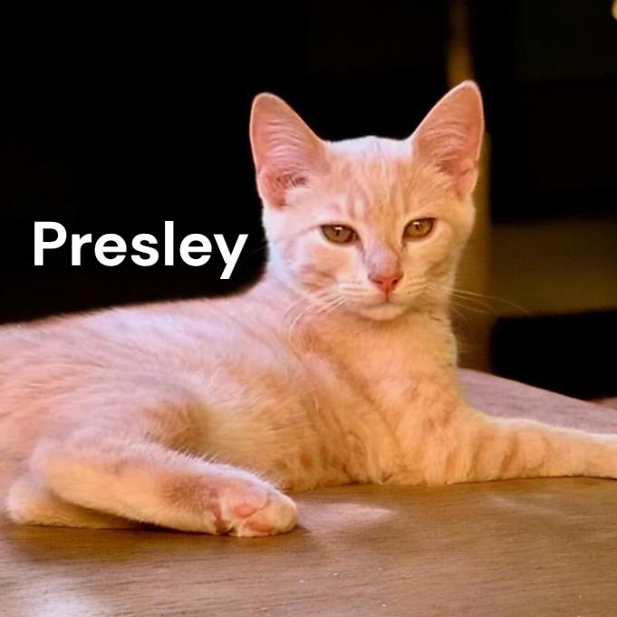 Presley, a Adoptable Tabby in Newport News, VA image 2/2