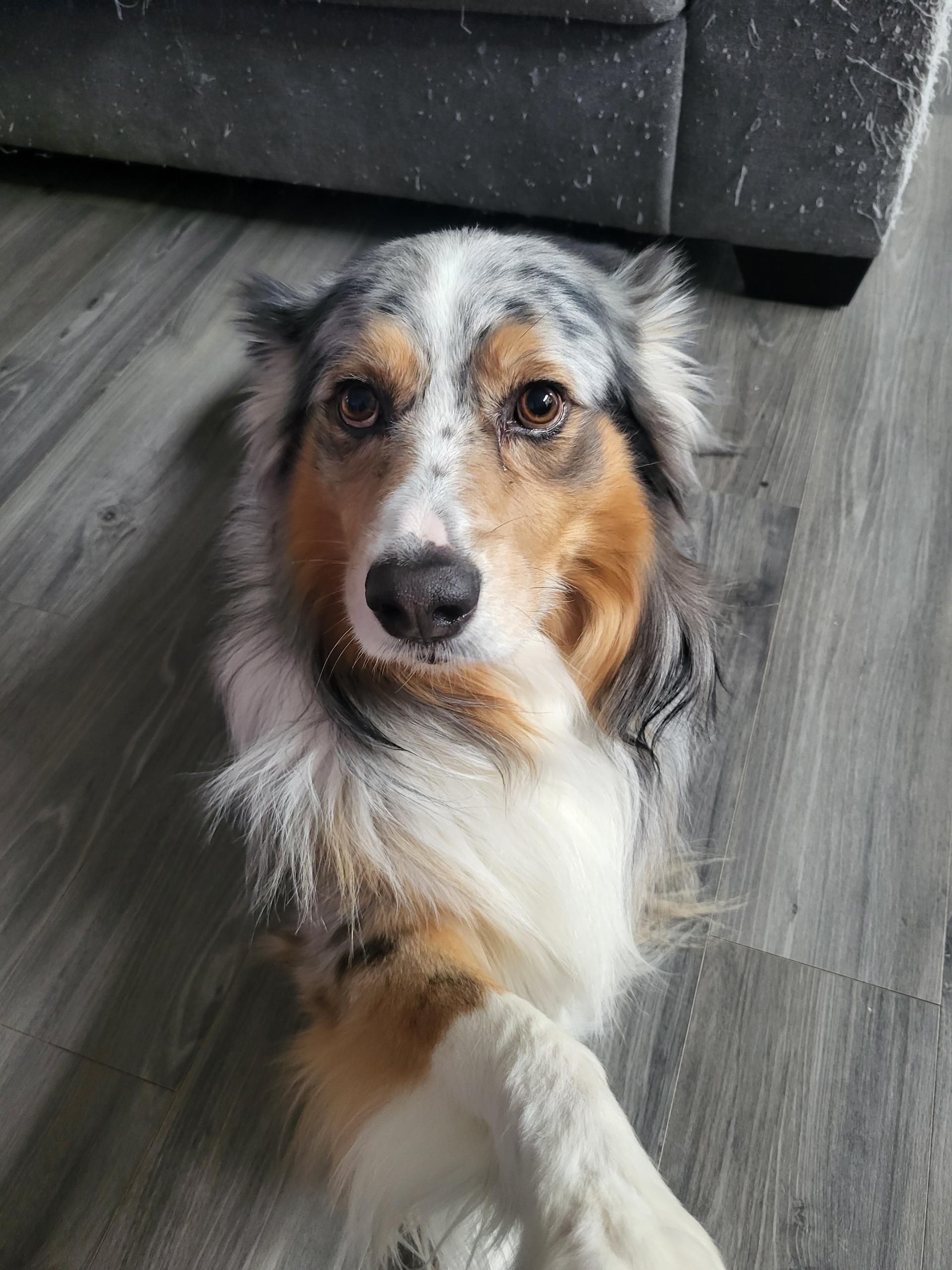 Enlarge Loki the 2nd , a hold Australian Shepherd in White Lake, MI image 1/5