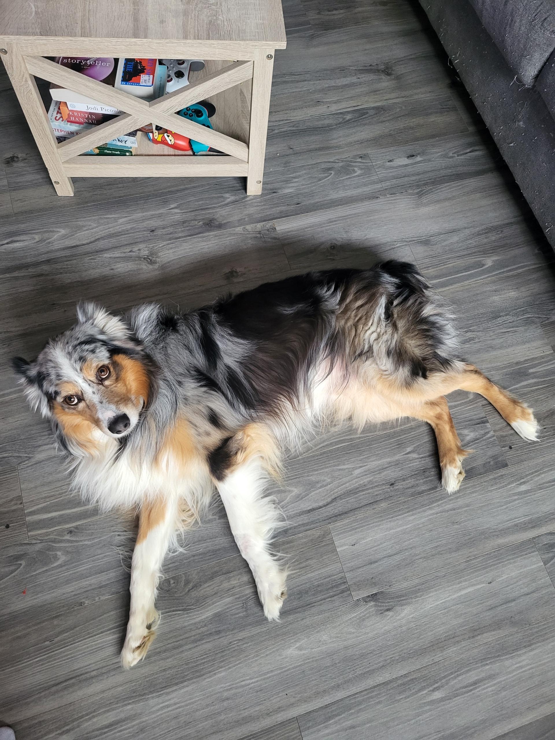 Enlarge Loki the 2nd , a hold Australian Shepherd in White Lake, MI image 3/5