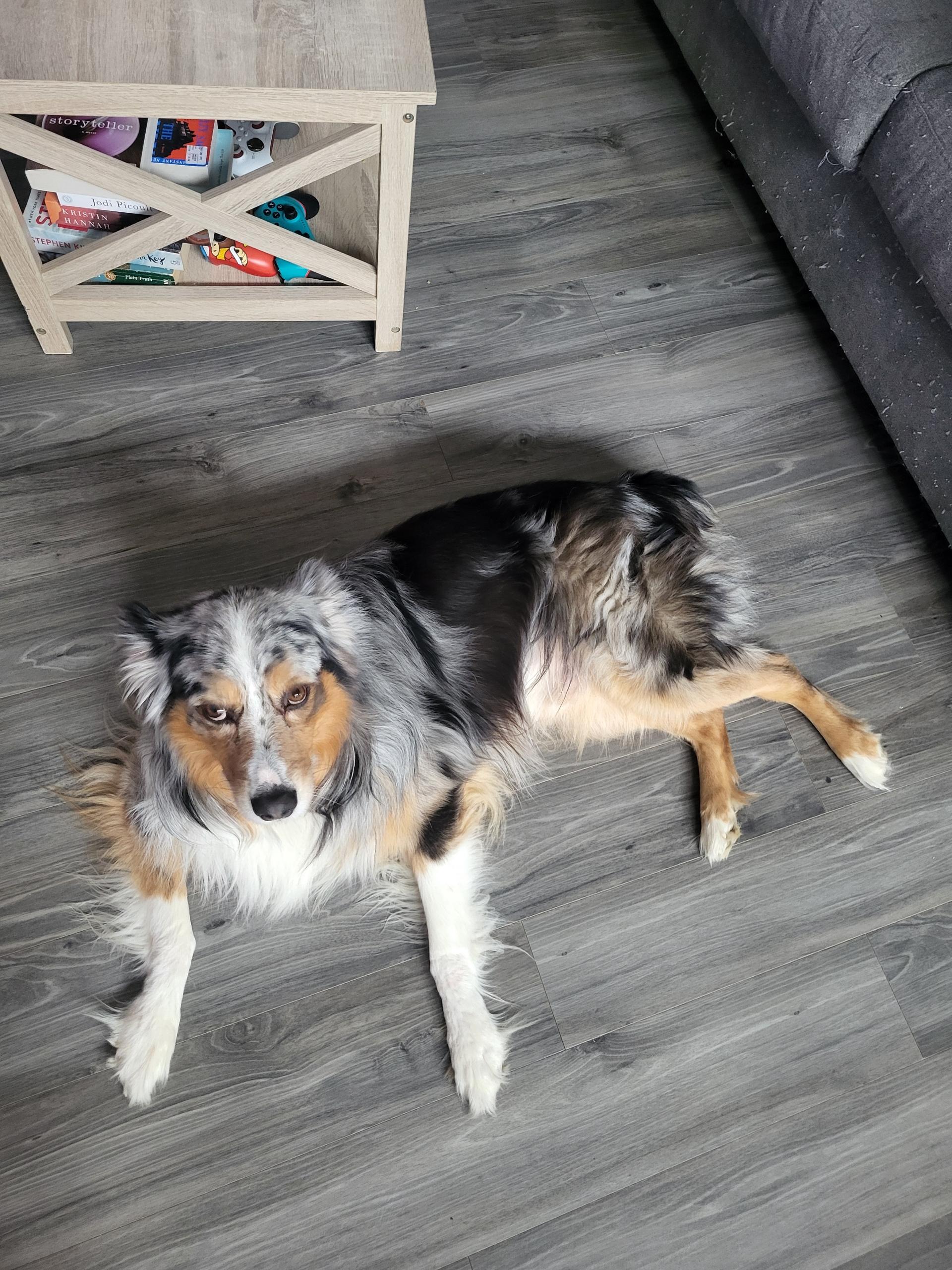 Enlarge Loki the 2nd , a hold Australian Shepherd in White Lake, MI image 2/5