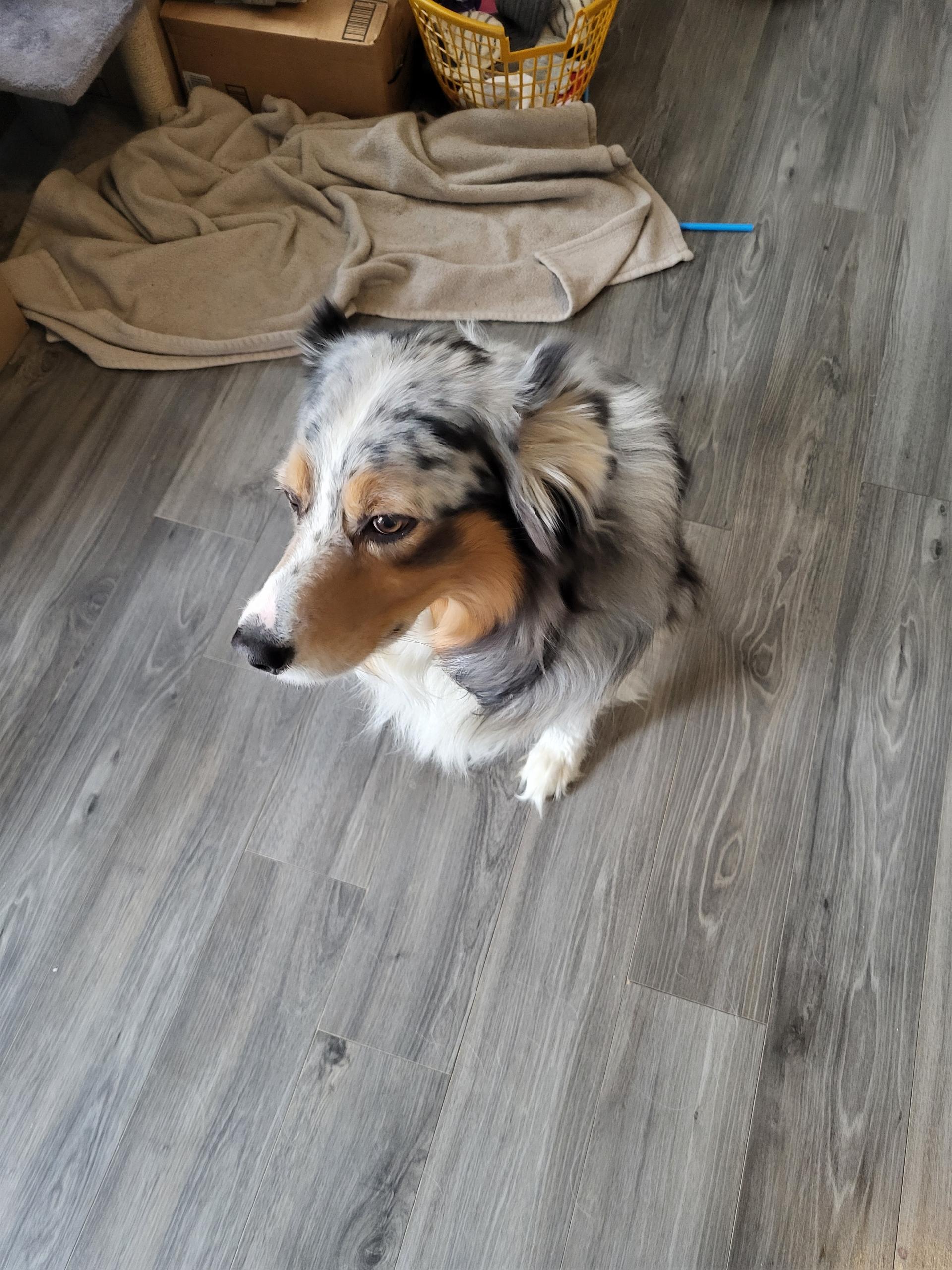 Enlarge Loki the 2nd , a hold Australian Shepherd in White Lake, MI image 5/5