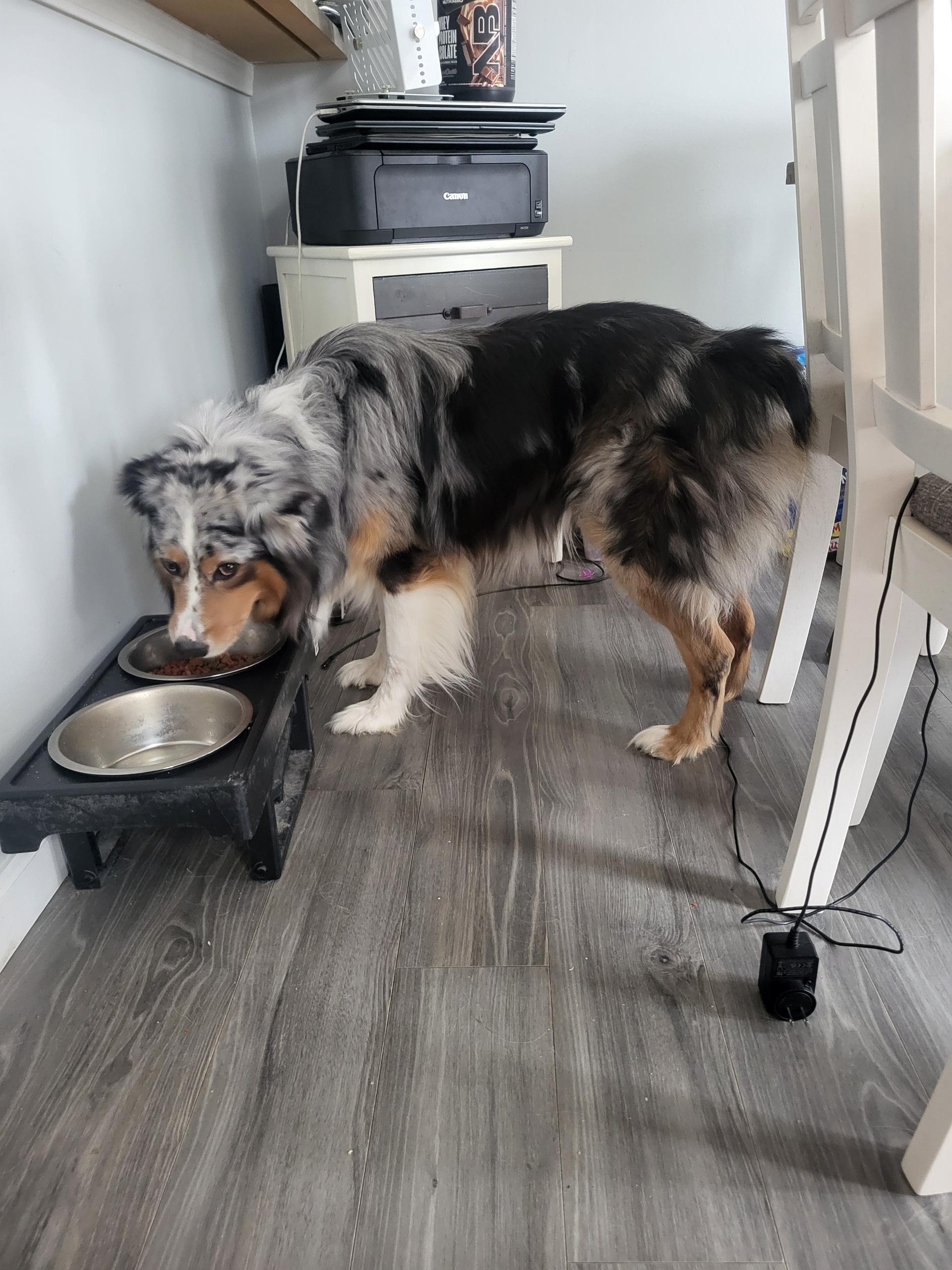 Enlarge Loki the 2nd , a hold Australian Shepherd in White Lake, MI image 4/5